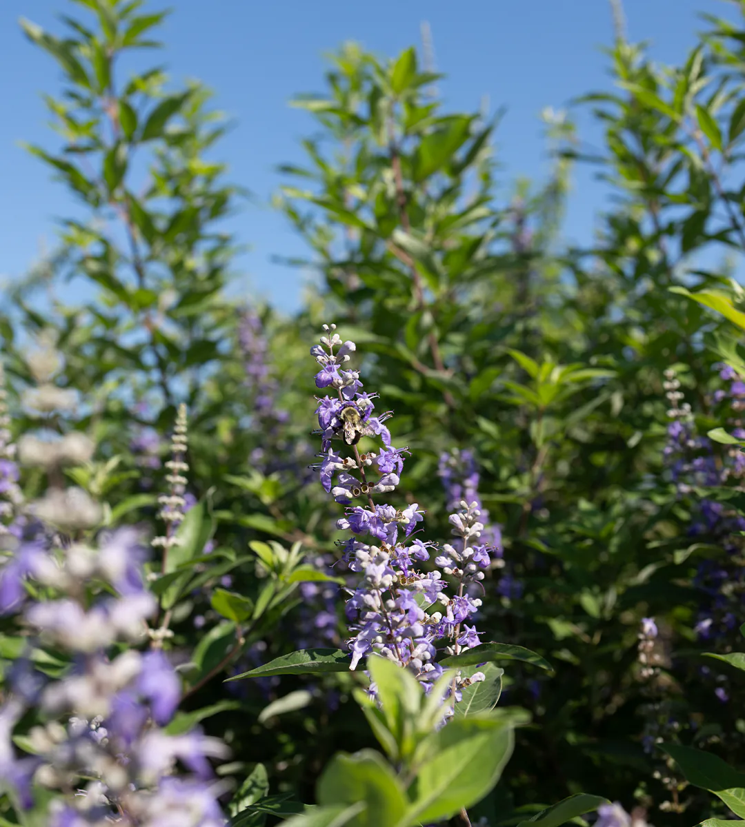 A bumblebee on a spike of purple flowers against a blue sky