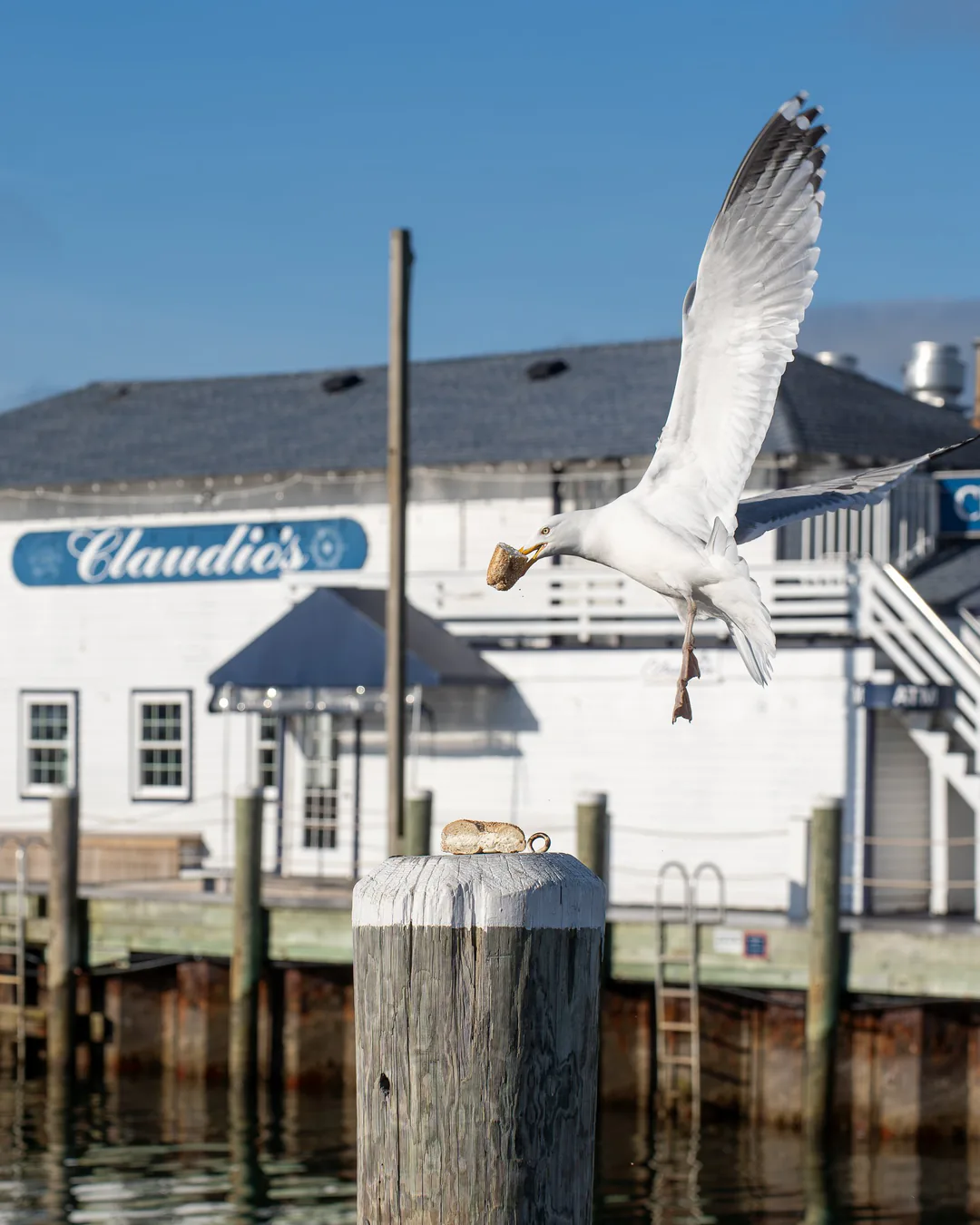 A seagull swooping in on a Goldberg’s bagel on a piling in Greenport Harbor